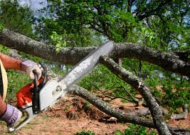 Trusted White Horse, NJ Tree Services Experts